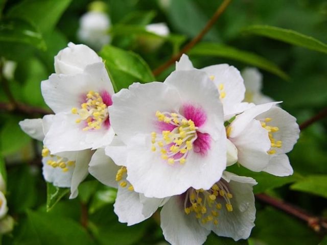 Mock orange (garden jasmine): photo and description of the shrub, types, sizes, characteristics, application