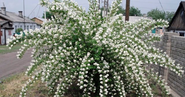 Mock orange (garden jasmine): photo and description of the shrub, types, sizes, characteristics, application