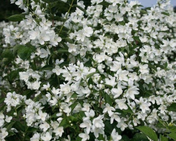 Mock orange (garden jasmine): photo and description of the shrub, types, sizes, characteristics, application