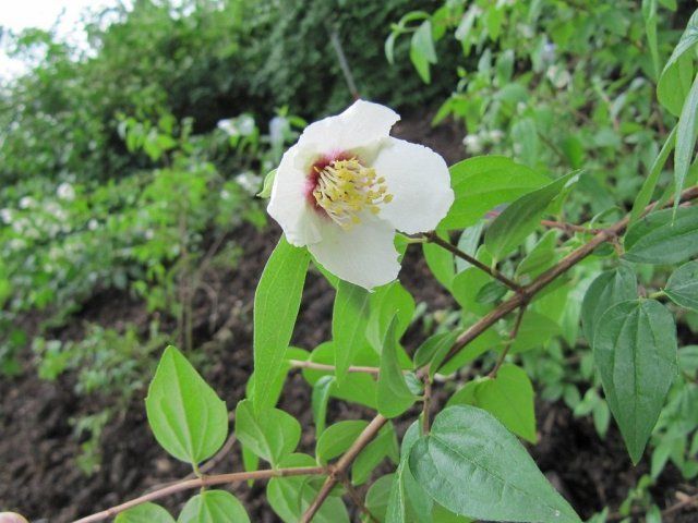 Mock orange (garden jasmine): photo and description of the shrub, types, sizes, characteristics, application