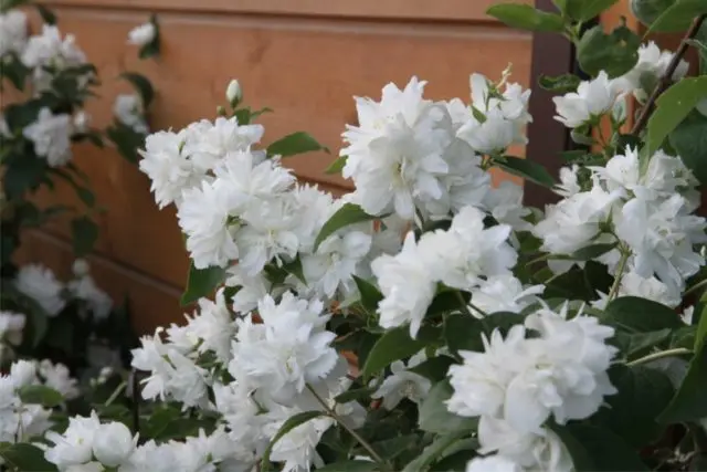 Mock orange (garden jasmine): photo and description of the shrub, types, sizes, characteristics, application