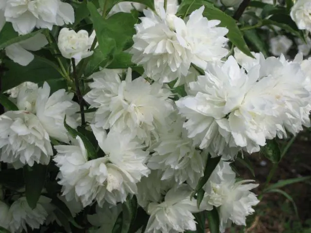 Mock orange (garden jasmine): photo and description of the shrub, types, sizes, characteristics, application