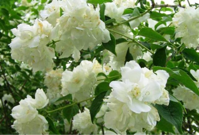 Mock orange (garden jasmine): photo and description of the shrub, types, sizes, characteristics, application