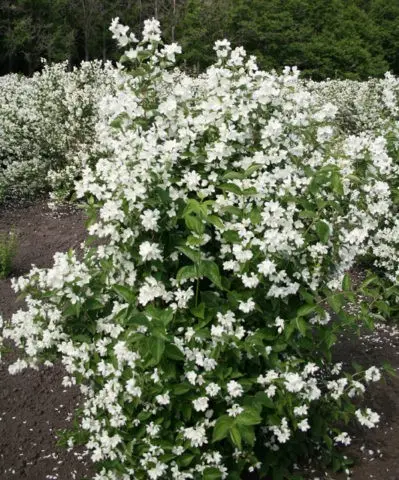 Mock orange (garden jasmine): photo and description of the shrub, types, sizes, characteristics, application