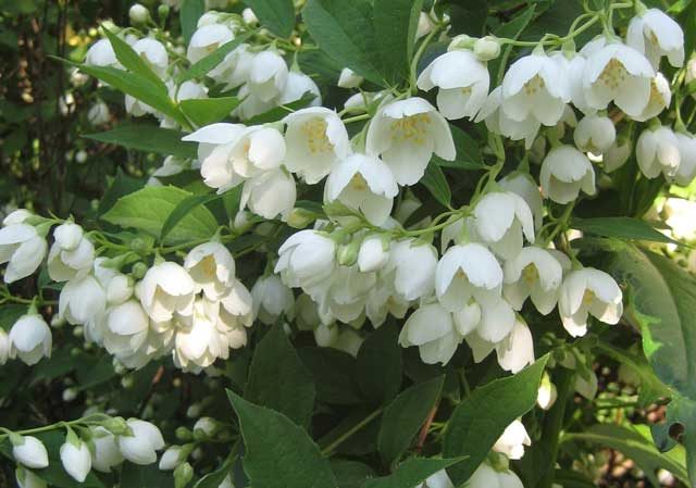 Mock orange (garden jasmine): photo and description of the shrub, types, sizes, characteristics, application