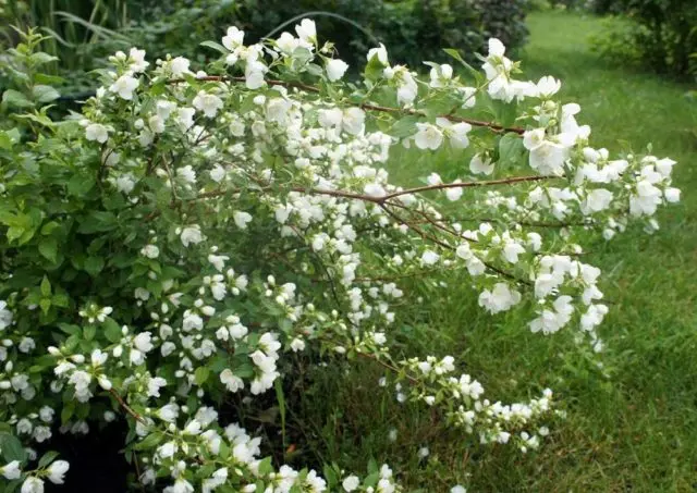 Mock orange (garden jasmine): photo and description of the shrub, types, sizes, characteristics, application