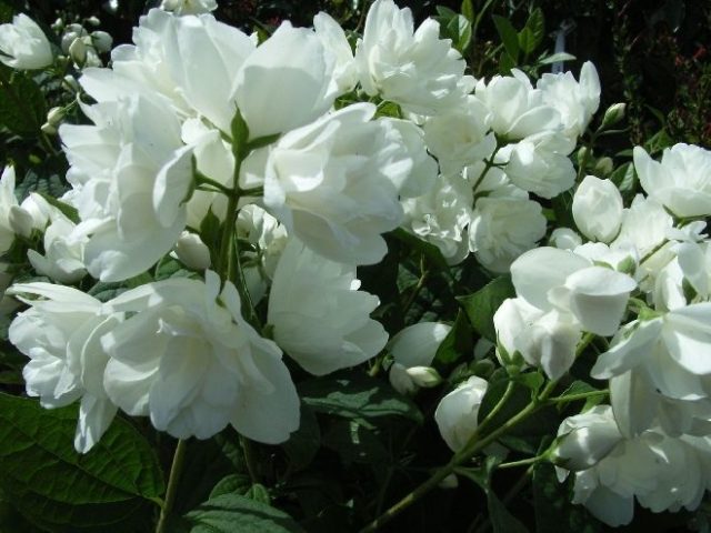 Mock orange (garden jasmine): photo and description of the shrub, types, sizes, characteristics, application