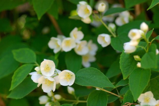 Mock orange (garden jasmine): photo and description of the shrub, types, sizes, characteristics, application