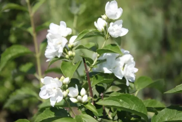 Mock orange (garden jasmine): photo and description of the shrub, types, sizes, characteristics, application