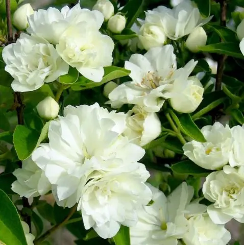 Mock orange (garden jasmine): photo and description of the shrub, types, sizes, characteristics, application