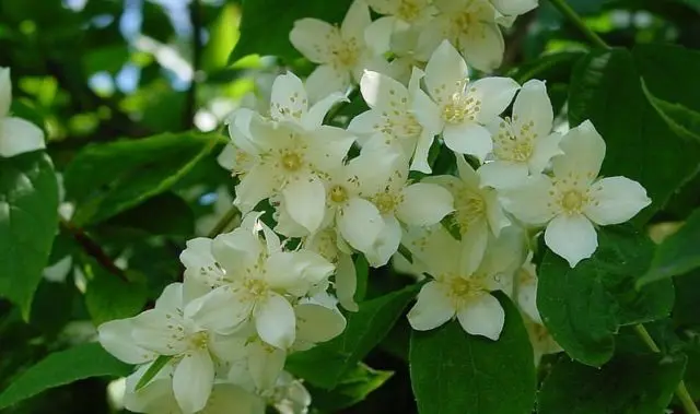 Mock orange (garden jasmine): photo and description of the shrub, types, sizes, characteristics, application