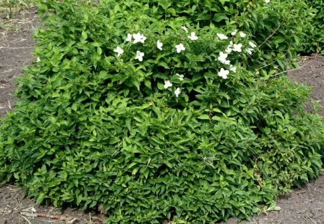 Mock orange (garden jasmine): photo and description of the shrub, types, sizes, characteristics, application