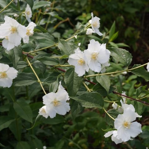 Mock orange (garden jasmine): photo and description of the shrub, types, sizes, characteristics, application