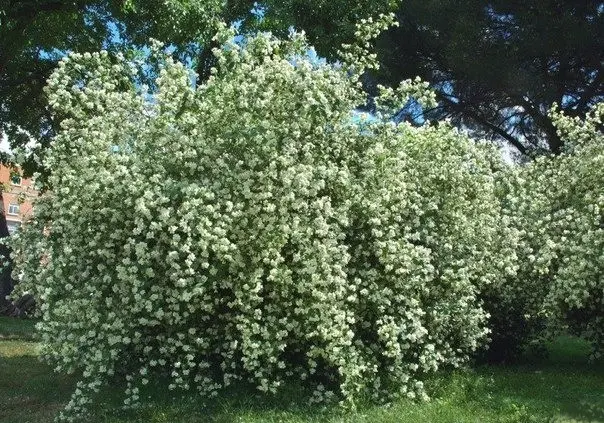 Mock orange (garden jasmine): photo and description of the shrub, types, sizes, characteristics, application