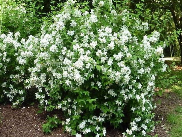 Mock orange (garden jasmine): photo and description of the shrub, types, sizes, characteristics, application