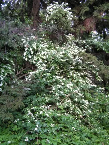 Mock orange (garden jasmine): photo and description of the shrub, types, sizes, characteristics, application