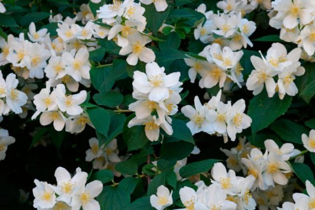 Mock orange (garden jasmine): photo and description of the shrub, types, sizes, characteristics, application