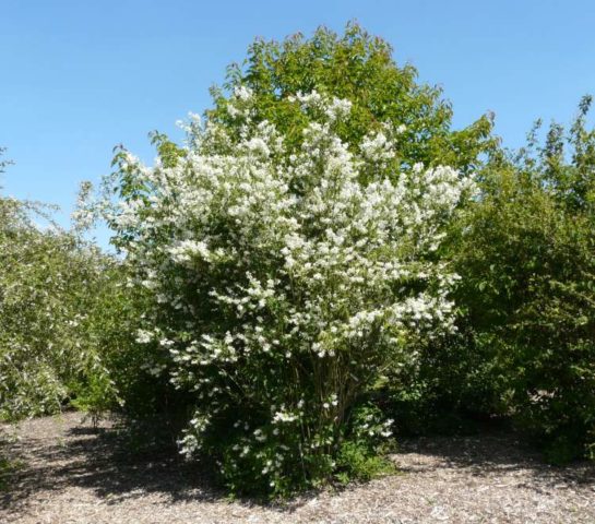 Mock orange (garden jasmine): photo and description of the shrub, types, sizes, characteristics, application