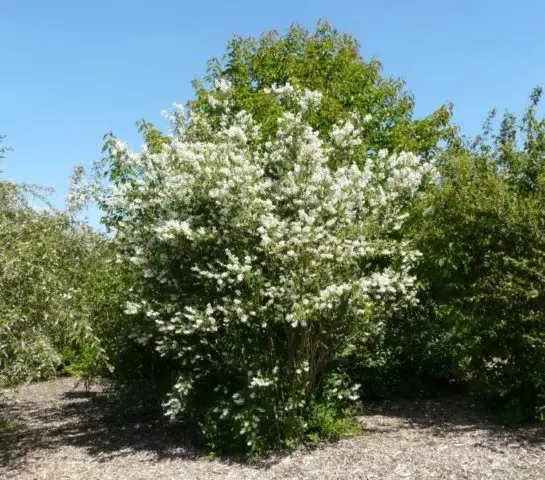 Mock orange (garden jasmine): photo and description of the shrub, types, sizes, characteristics, application