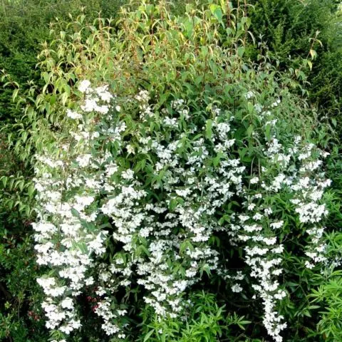 Mock orange (garden jasmine): photo and description of the shrub, types, sizes, characteristics, application