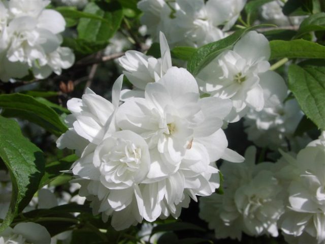 Mock orange (garden jasmine): photo and description of the shrub, types, sizes, characteristics, application