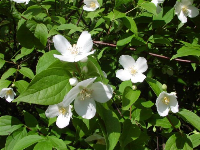 Mock orange (garden jasmine): photo and description of the shrub, types, sizes, characteristics, application