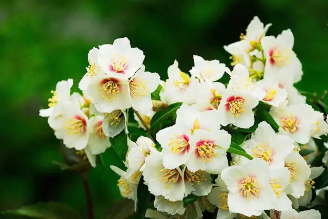 Mock orange (garden jasmine): photo and description of the shrub, types, sizes, characteristics, application