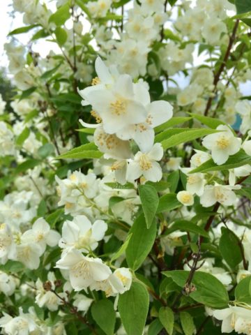 Mock orange (garden jasmine): planting and care in the Urals, in Siberia, growing features