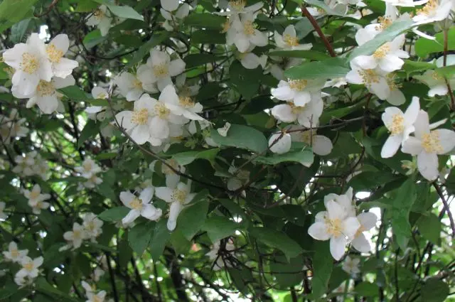 Mock orange (garden jasmine): planting and care in the Urals, in Siberia, growing features