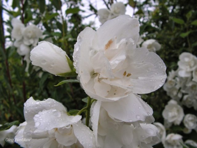 Mock orange (garden jasmine): planting and care in the Urals, in Siberia, growing features