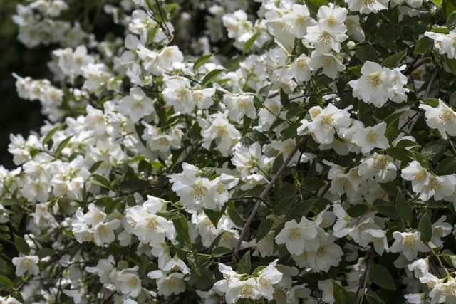 Mock orange (garden jasmine): planting and care in the Urals, in Siberia, growing features