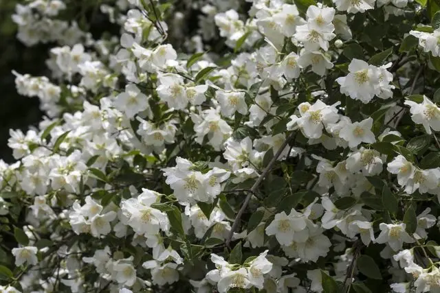 Mock orange (garden jasmine): planting and care in the Urals, in Siberia, growing features