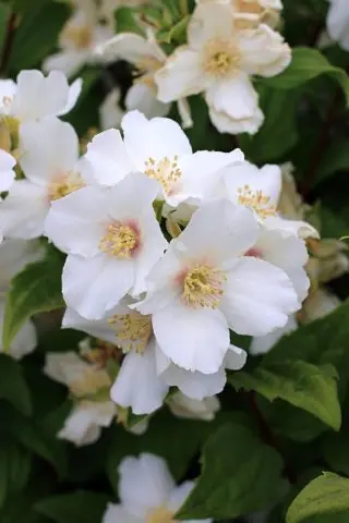 Mock orange (garden jasmine): planting and care in the Urals, in Siberia, growing features