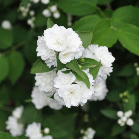 Mock orange (garden jasmine): planting and care in the Urals, in Siberia, growing features