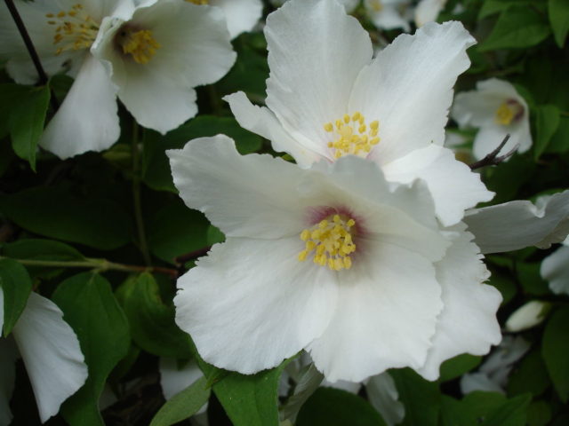 Mock orange (garden jasmine): propagation by cuttings in spring, summer, autumn, seeds