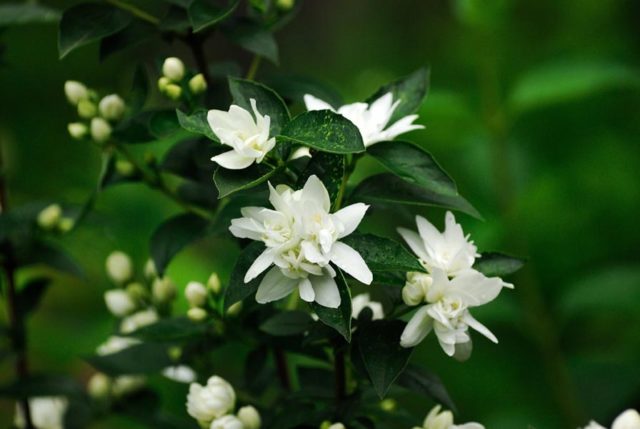 Mock orange (garden jasmine): propagation by cuttings in spring, summer, autumn, seeds