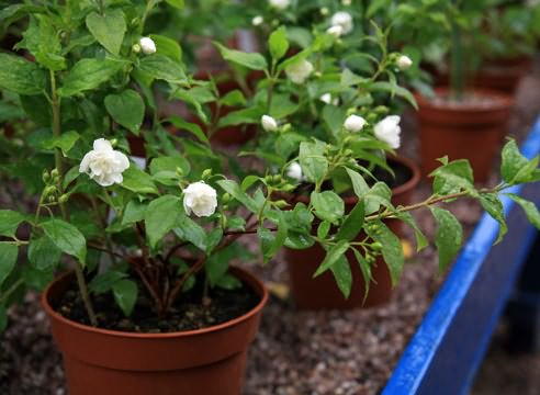 Mock orange (garden jasmine): propagation by cuttings in spring, summer, autumn, seeds