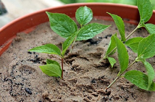 Mock orange (garden jasmine): propagation by cuttings in spring, summer, autumn, seeds