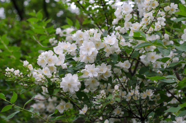 Mock orange (garden jasmine): propagation by cuttings in spring, summer, autumn, seeds