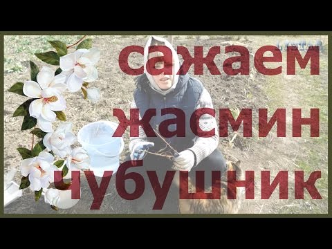 Mock orange (garden jasmine): propagation by cuttings in spring, summer, autumn, seeds