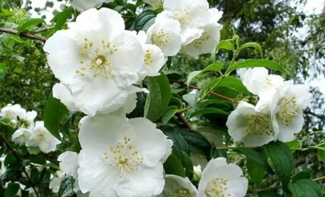 Mock orange (garden jasmine): propagation by cuttings in spring, summer, autumn, seeds