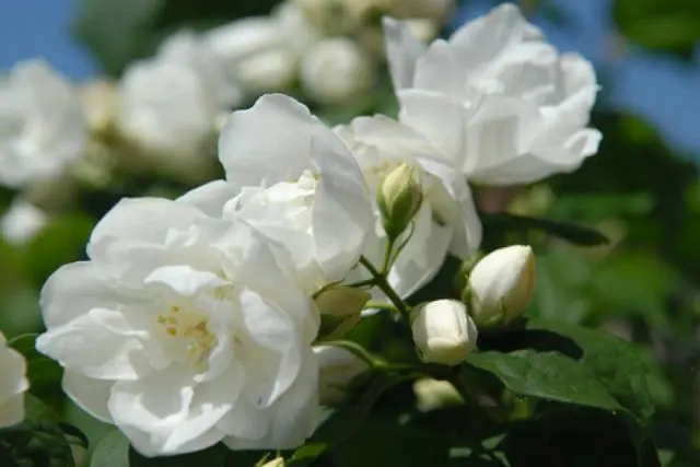 Mock orange (garden jasmine) Virgin (Virginal, Veginal, Virginal): planting and care