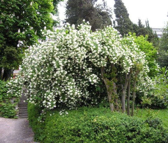 Mock orange (garden jasmine) Virgin (Virginal, Veginal, Virginal): planting and care