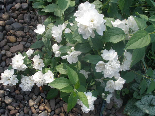 Mock orange (garden jasmine) Virgin (Virginal, Veginal, Virginal): planting and care