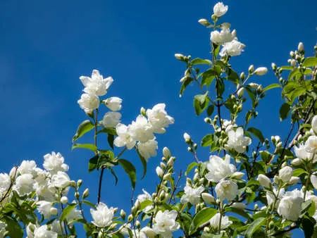 Mock orange (garden jasmine) Virgin (Virginal, Veginal, Virginal): planting and care