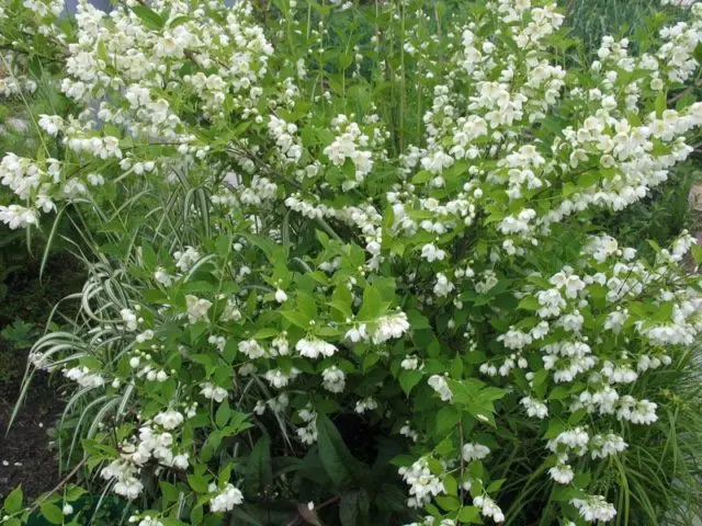 Mock orange (jasmine) Airborne assault (Vosduschny desant): description, planting and care