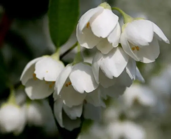 Mock orange (jasmine) Airborne assault (Vosduschny desant): description, planting and care