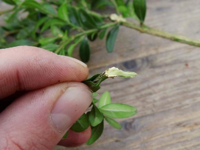 Mock orange (jasmine) Airborne assault (Vosduschny desant): description, planting and care