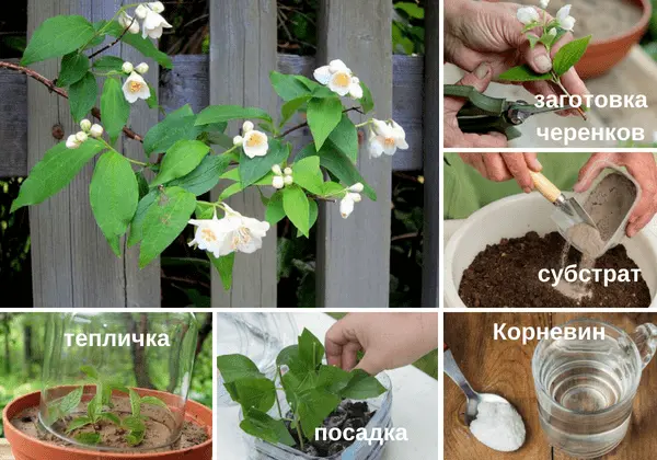 Mock orange (jasmine) Airborne assault (Vosduschny desant): description, planting and care