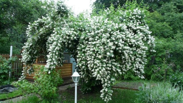 Mock orange (jasmine) Airborne assault (Vosduschny desant): description, planting and care